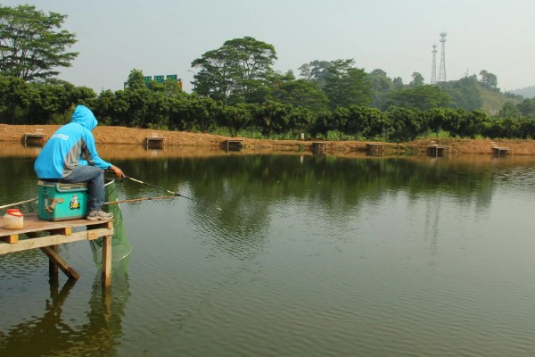 冬季黑坑钓青鱼的绝招，要选晴朗天气出钓