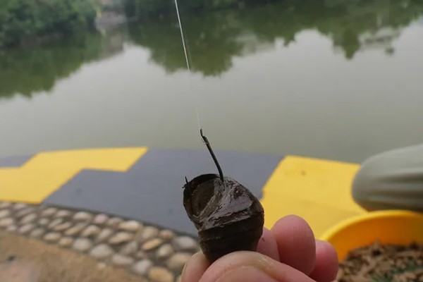 冬季黑坑钓青鱼的绝招，要选晴朗天气出钓