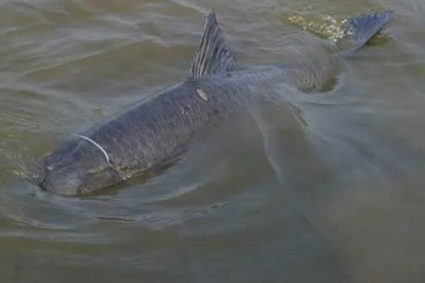 冬季黑坑钓青鱼的绝招，要选晴朗天气出钓
