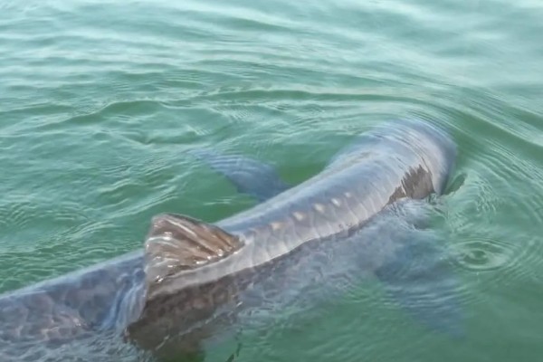 冬季黑坑钓青鱼的绝招，要选晴朗天气出钓