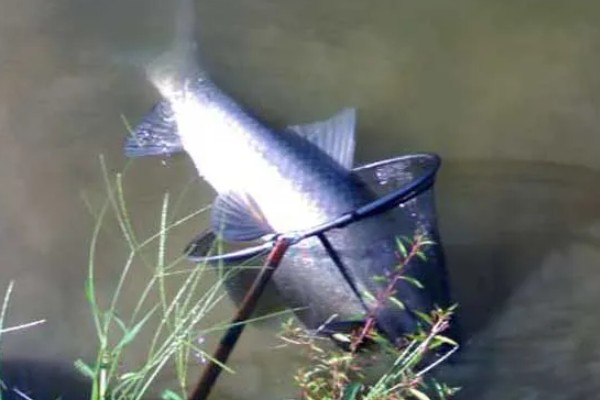 冬季黑坑钓青鱼的绝招，要选晴朗天气出钓