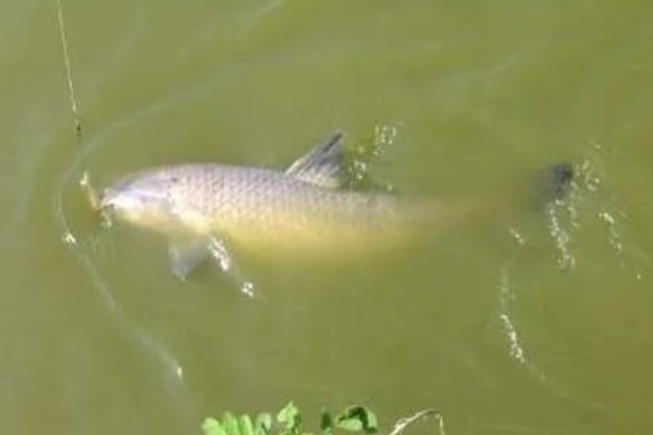 冬季黑坑钓青鱼的绝招，要选晴朗天气出钓