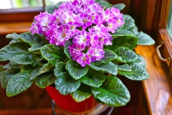 盆栽紫罗兰花期怎么管理，盛花期要严格控制水肥