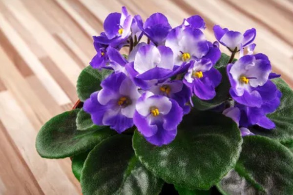 盆栽紫罗兰花期怎么管理，盛花期要严格控制水肥