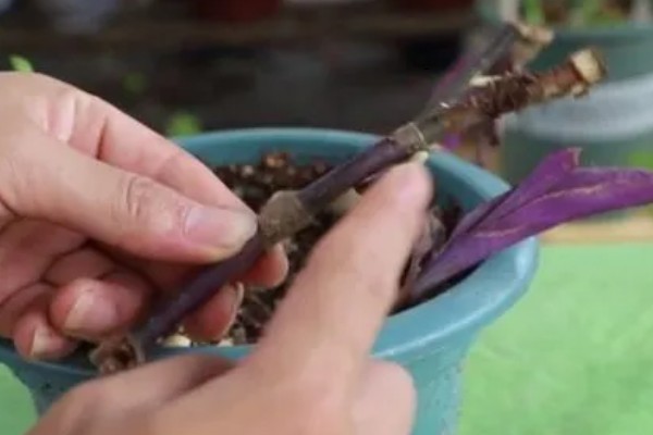 盆栽紫罗兰花期怎么管理，盛花期要严格控制水肥