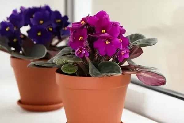 盆栽紫罗兰花期怎么管理，盛花期要严格控制水肥