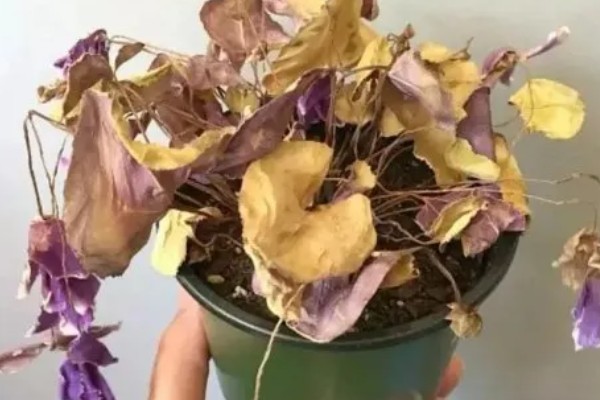 盆栽紫罗兰花期怎么管理，盛花期要严格控制水肥