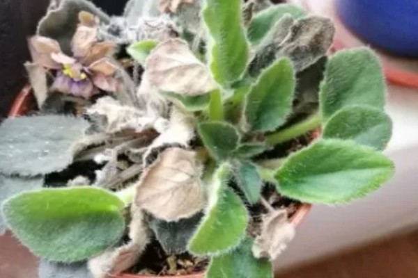 盆栽紫罗兰花期怎么管理，盛花期要严格控制水肥