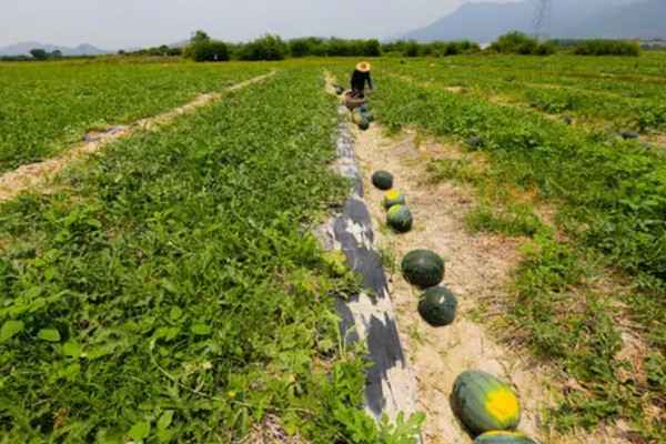 西瓜的田间管理技术,白天温度控制在25-30℃