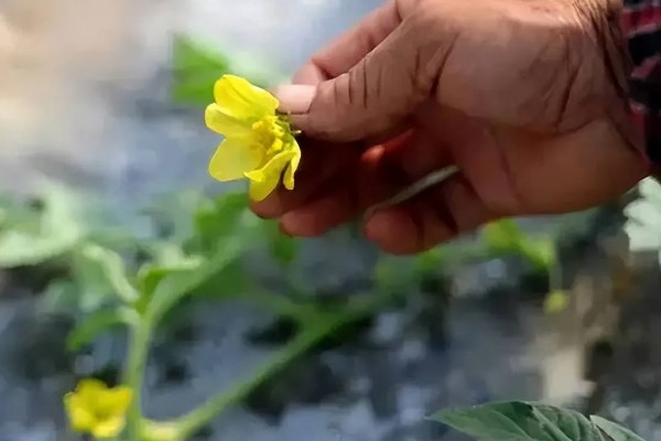 西瓜的田间管理技术,白天温度控制在25-30℃