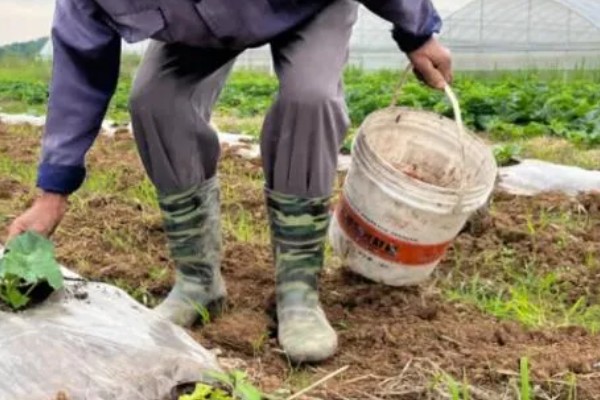 西瓜的田间管理技术,白天温度控制在25-30℃
