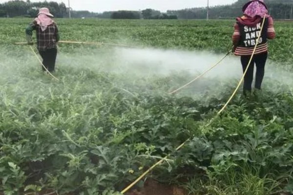 西瓜的田间管理技术,白天温度控制在25-30℃