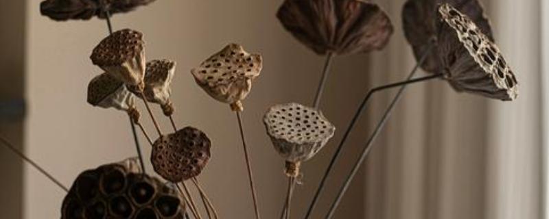 干莲蓬适合插几支，一支、三支、十支都很合适