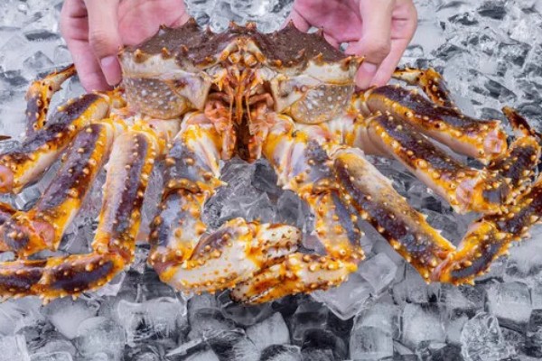 帝王蟹的挑选方法，背壳呈黑绿色有光泽代表肉质偏厚且细腻