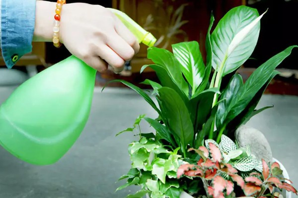 绿植花盆里生虫的处理方式，需更换盆土