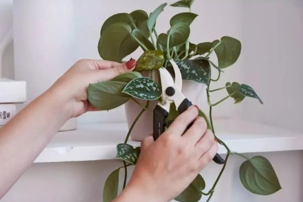 绿植花盆里生虫的处理方式，需更换盆土