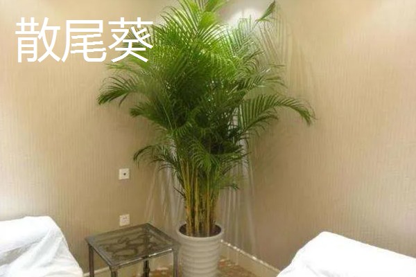 绿植花盆里生虫的处理方式，需更换盆土