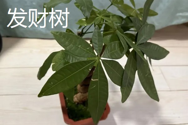 绿植花盆里生虫的处理方式，需更换盆土