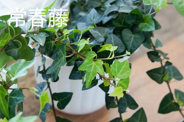 绿植花盆里生虫的处理方式，需更换盆土