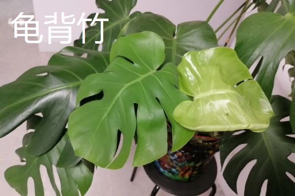 绿植花盆里生虫的处理方式，需更换盆土