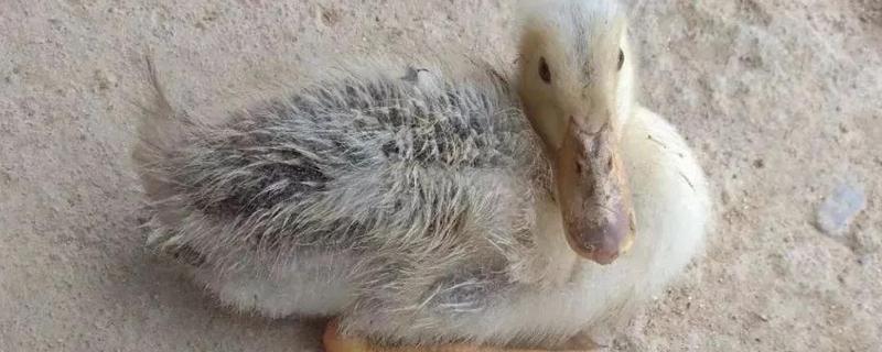 鸭子为什么瘫痪，可能是缺钙、患有传染病等因素所致