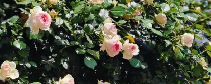 月季有哪些品种，常见丰花月季、龙沙宝石等种类