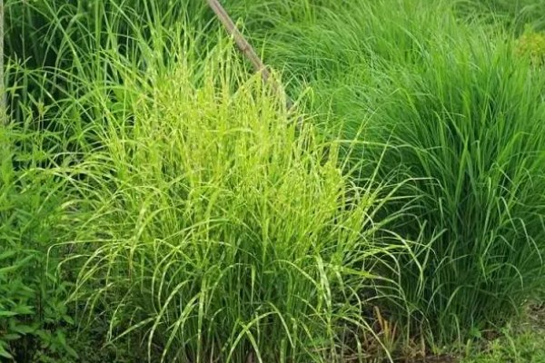 新草品种要经过审定吗,需通过全国草品种审定委员会的审定