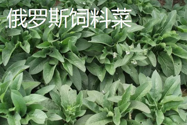 新草品种要经过审定吗,需通过全国草品种审定委员会的审定