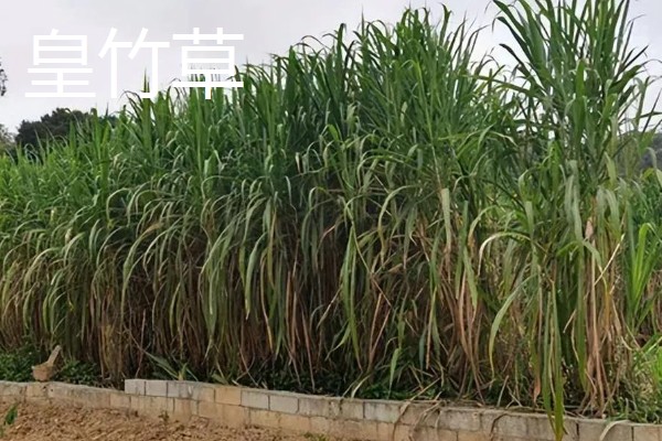 新草品种要经过审定吗,需通过全国草品种审定委员会的审定
