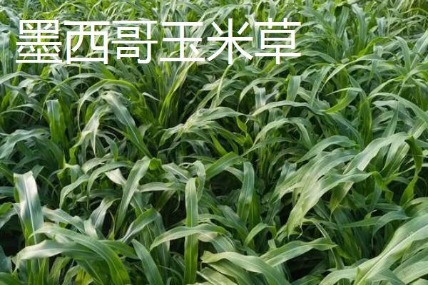 新草品种要经过审定吗,需通过全国草品种审定委员会的审定