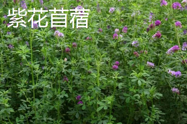 新草品种要经过审定吗,需通过全国草品种审定委员会的审定