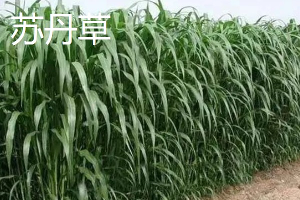 新草品种要经过审定吗,需通过全国草品种审定委员会的审定