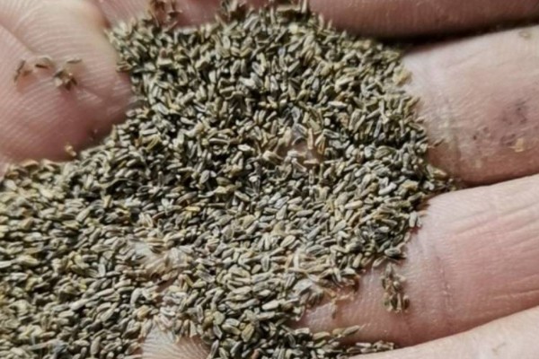 菊花的种植方法,种子均匀的撒播在湿润的土壤上