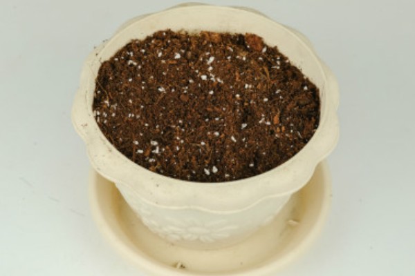 菊花的种植方法,种子均匀的撒播在湿润的土壤上