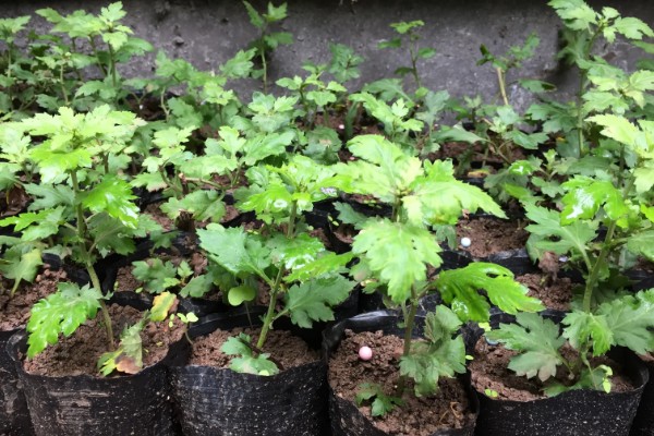 菊花的种植方法,种子均匀的撒播在湿润的土壤上