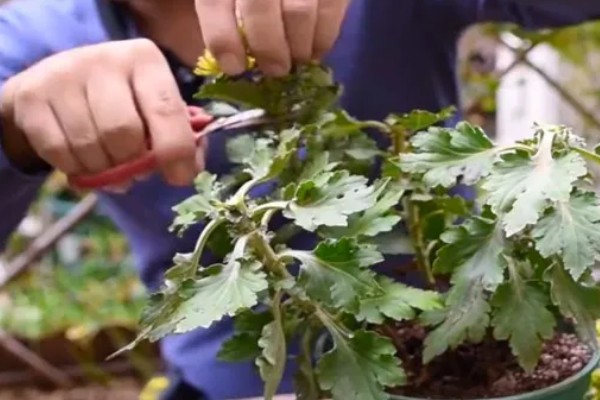 菊花的种植方法,种子均匀的撒播在湿润的土壤上
