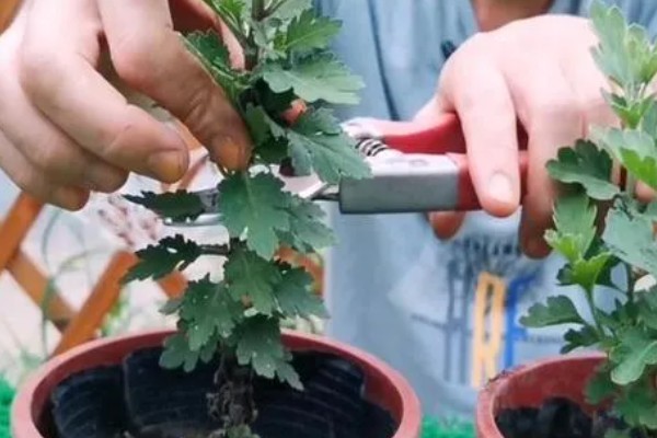 菊花的种植方法,种子均匀的撒播在湿润的土壤上