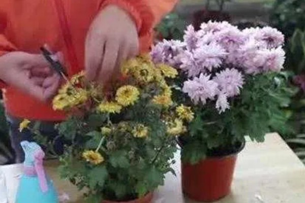 菊花的种植方法,种子均匀的撒播在湿润的土壤上