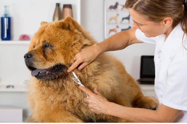 松狮犬患上犬瘟热如何处理，注射利巴韦林等药物具有疗效