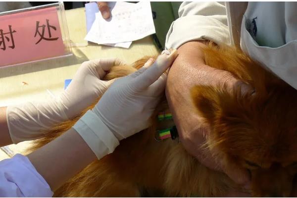 松狮犬患上犬瘟热如何处理，注射利巴韦林等药物具有疗效