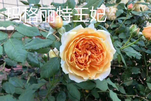 香水月季的品种，有玛格丽特王妃、摩洛哥公主等