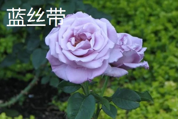 香水月季的品种，有玛格丽特王妃、摩洛哥公主等