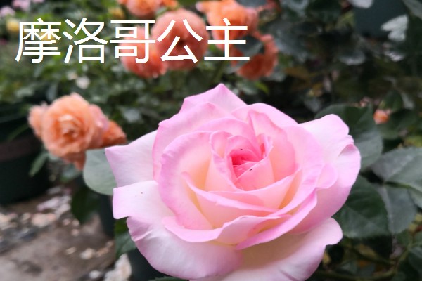 香水月季的品种，有玛格丽特王妃、摩洛哥公主等