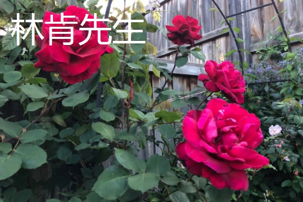 香水月季的品种，有玛格丽特王妃、摩洛哥公主等