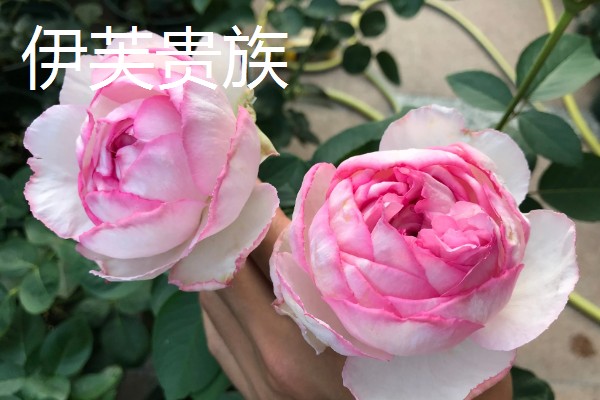 香水月季的品种，有玛格丽特王妃、摩洛哥公主等