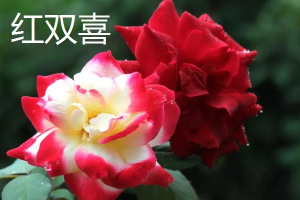 香水月季的品种，有玛格丽特王妃、摩洛哥公主等