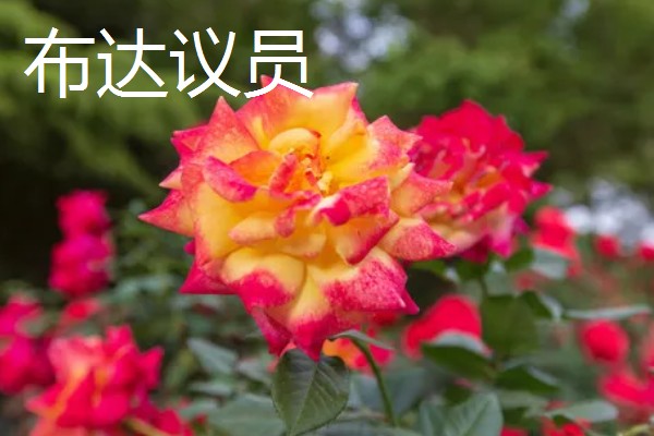 香水月季的品种，有玛格丽特王妃、摩洛哥公主等