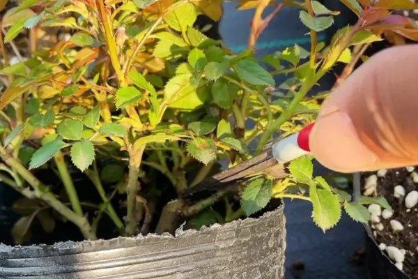 香水月季的品种，有玛格丽特王妃、摩洛哥公主等