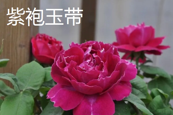 香水月季的品种，有玛格丽特王妃、摩洛哥公主等