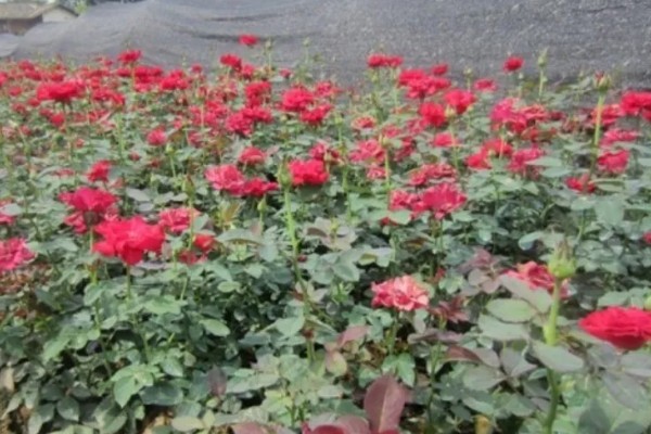 香水月季的品种，有玛格丽特王妃、摩洛哥公主等